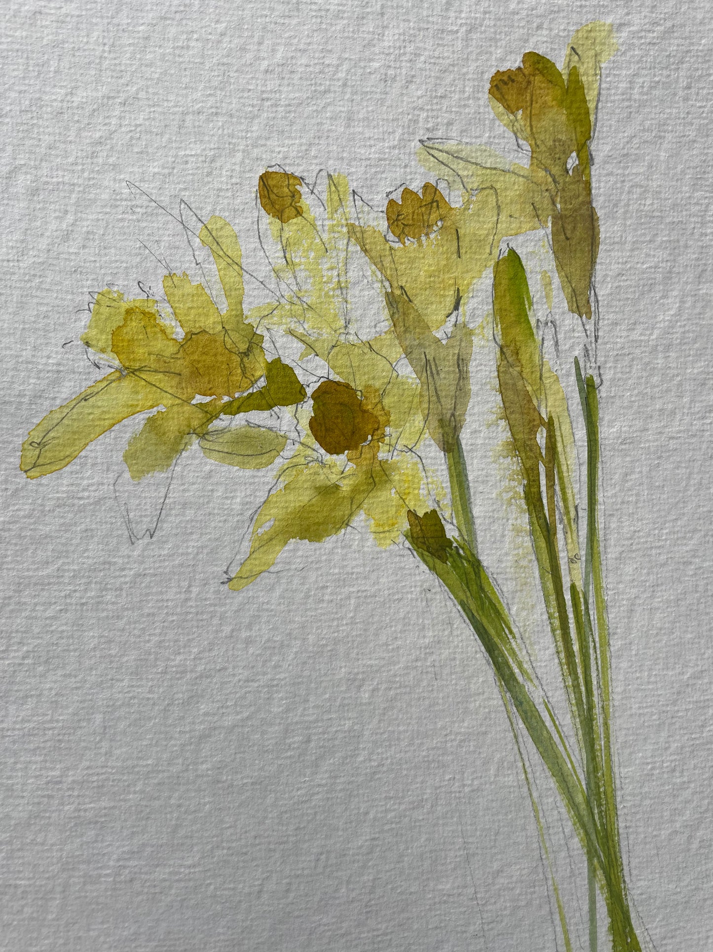 Original watercolour painting Daffodils