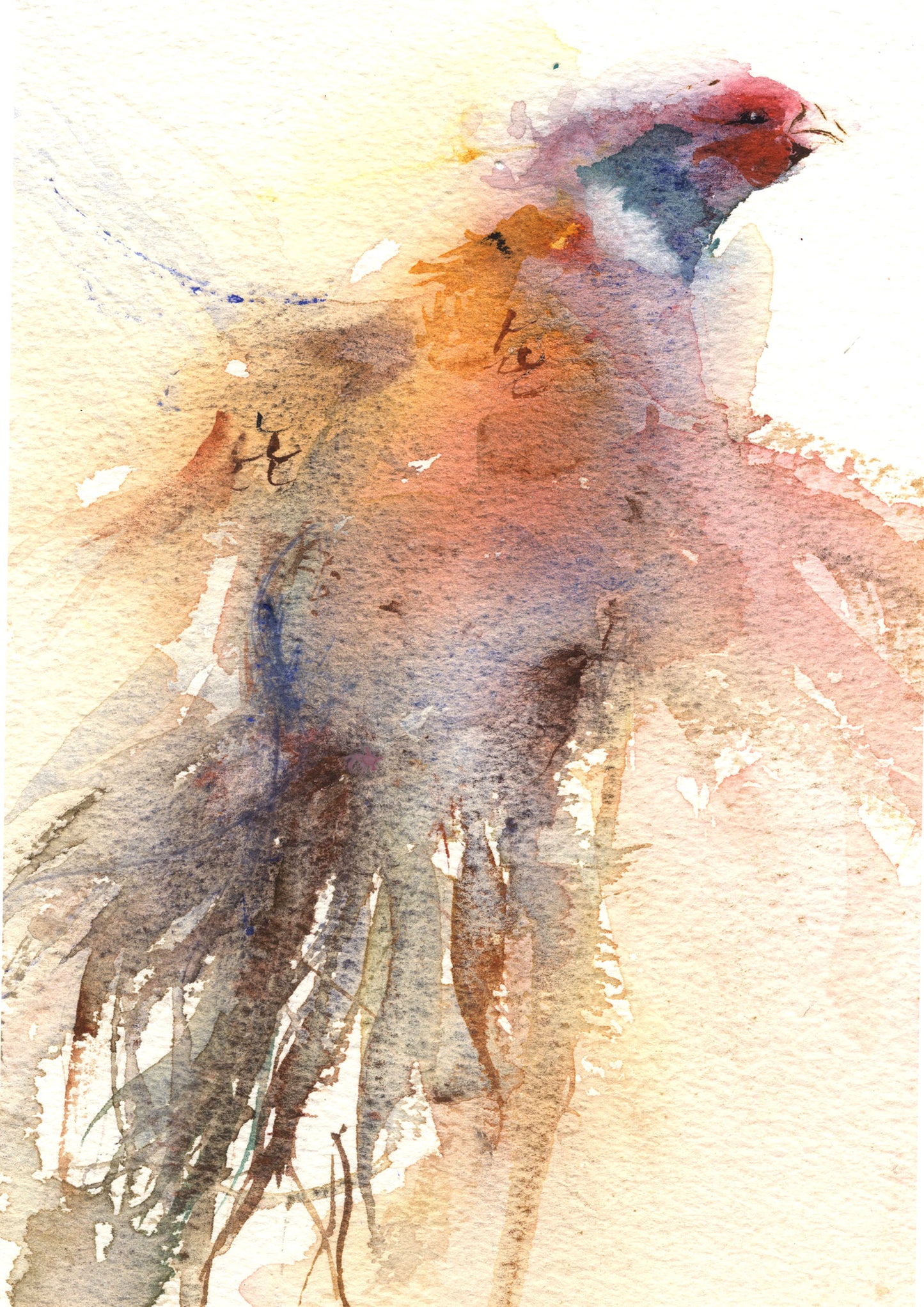 LIMITED EDITON print 'pheasant' from original watercolour painting