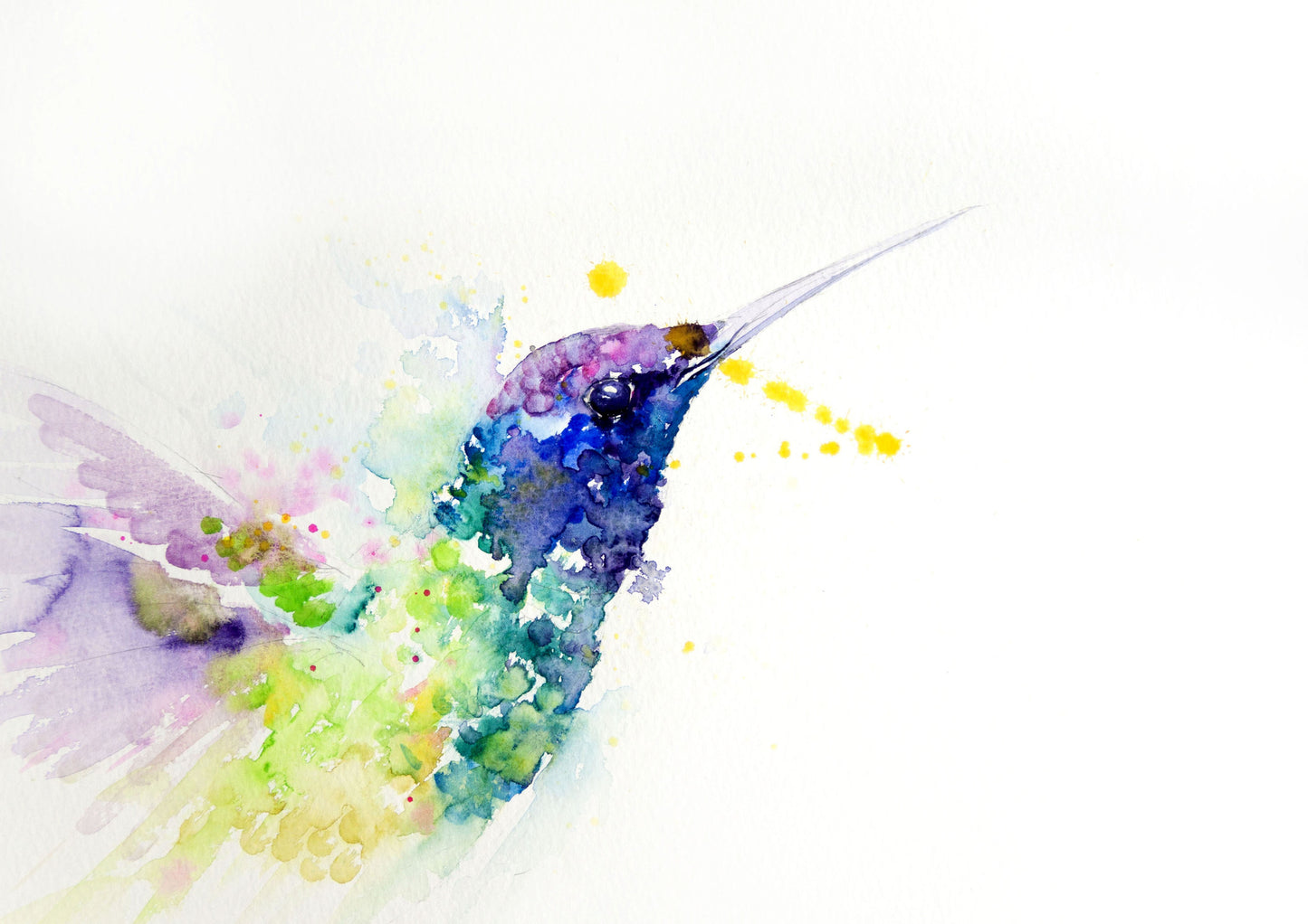 JEN BUCKLEY ART signed limited edition PRINT of original HUMMINGBIRD watercolour - Jen Buckley Art limited edition animal art prints
