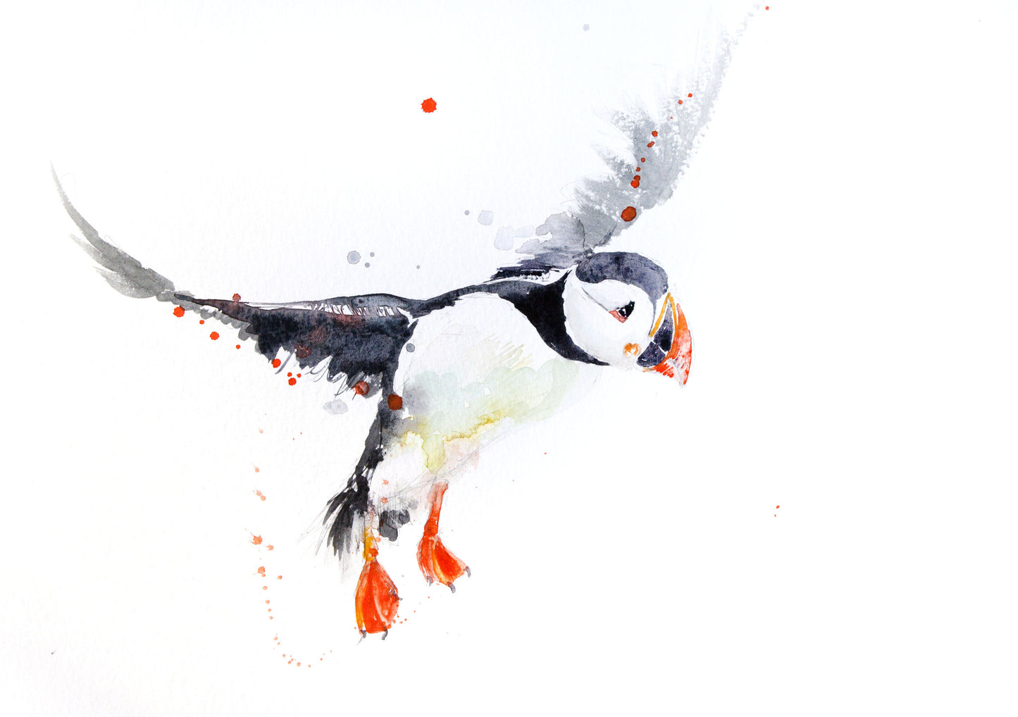 JEN BUCKLEY signed LIMITED EDITON PRINT of my original Puffin watercolour - Jen Buckley Art limited edition animal art prints
