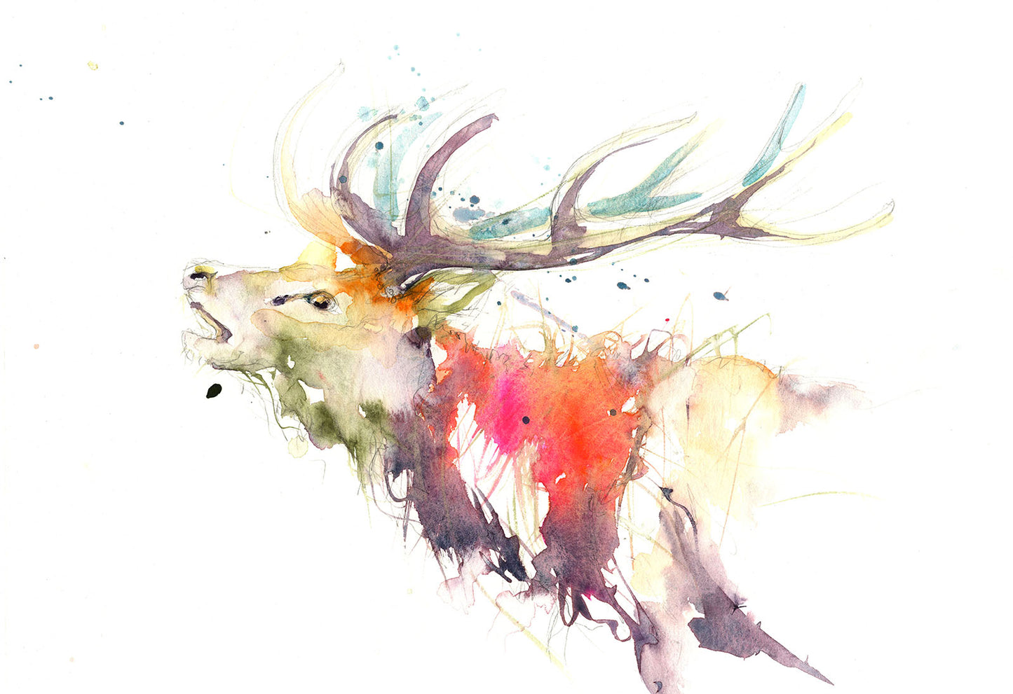 Red deer, stag print limited edition - Jen Buckley Art limited edition animal art prints