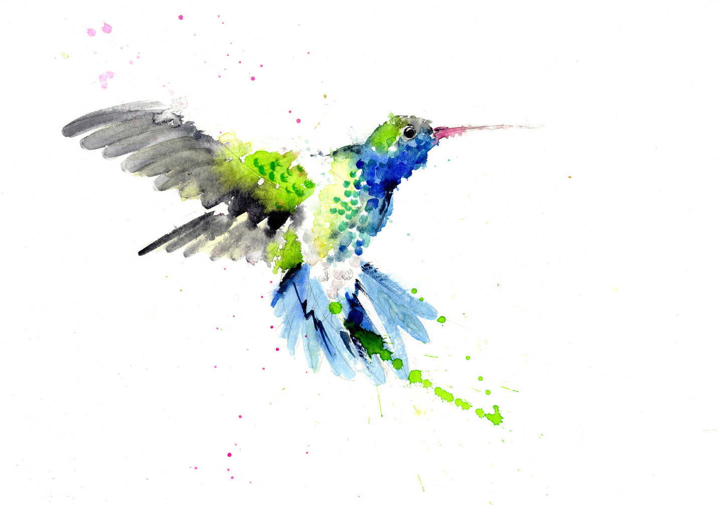 JEN BUCKLEY ART signed PRINT of my original HUMMINGBIRD watercolour - Jen Buckley Art
