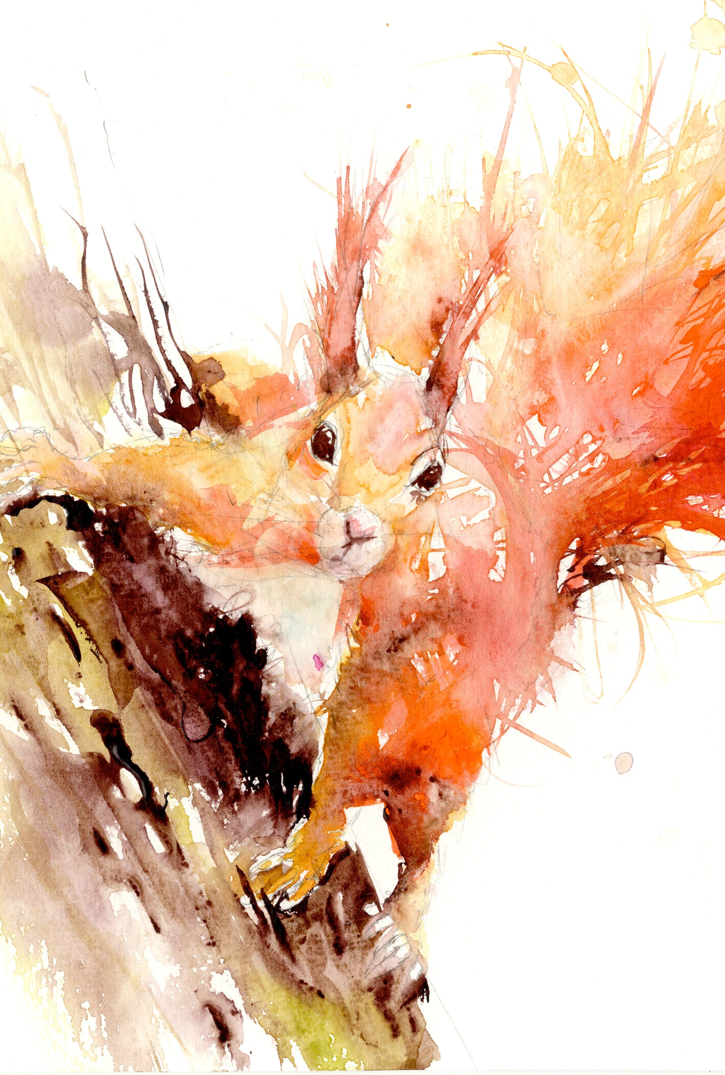 limited edition PRINT of my original RED SQUIRREL watercolour - Jen Buckley Art limited edition animal art prints