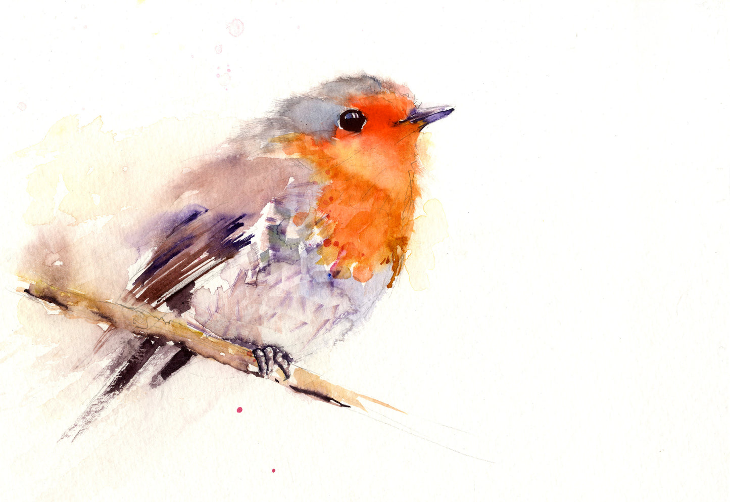 ROBIN bird watercolour limited edition print hand signed - Jen Buckley Art limited edition animal art prints