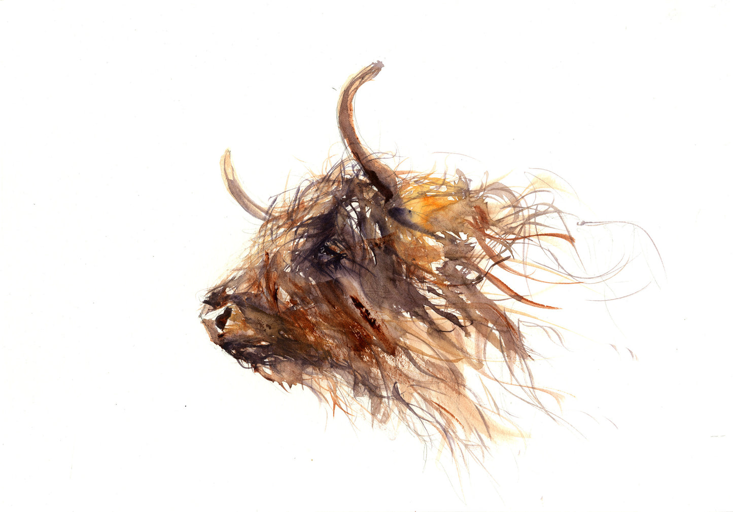 LIMITED EDITON PRINT Highland Cow - Jen Buckley Art