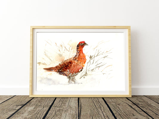 limited edition PRINT of my original RED GROUSE watercolour - Jen Buckley Art limited edition animal art prints