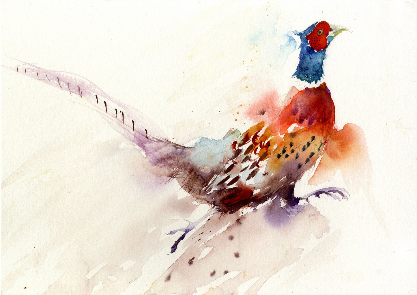 Original watercolour painting 'Running Pheasant' - Jen Buckley Art limited edition animal art prints