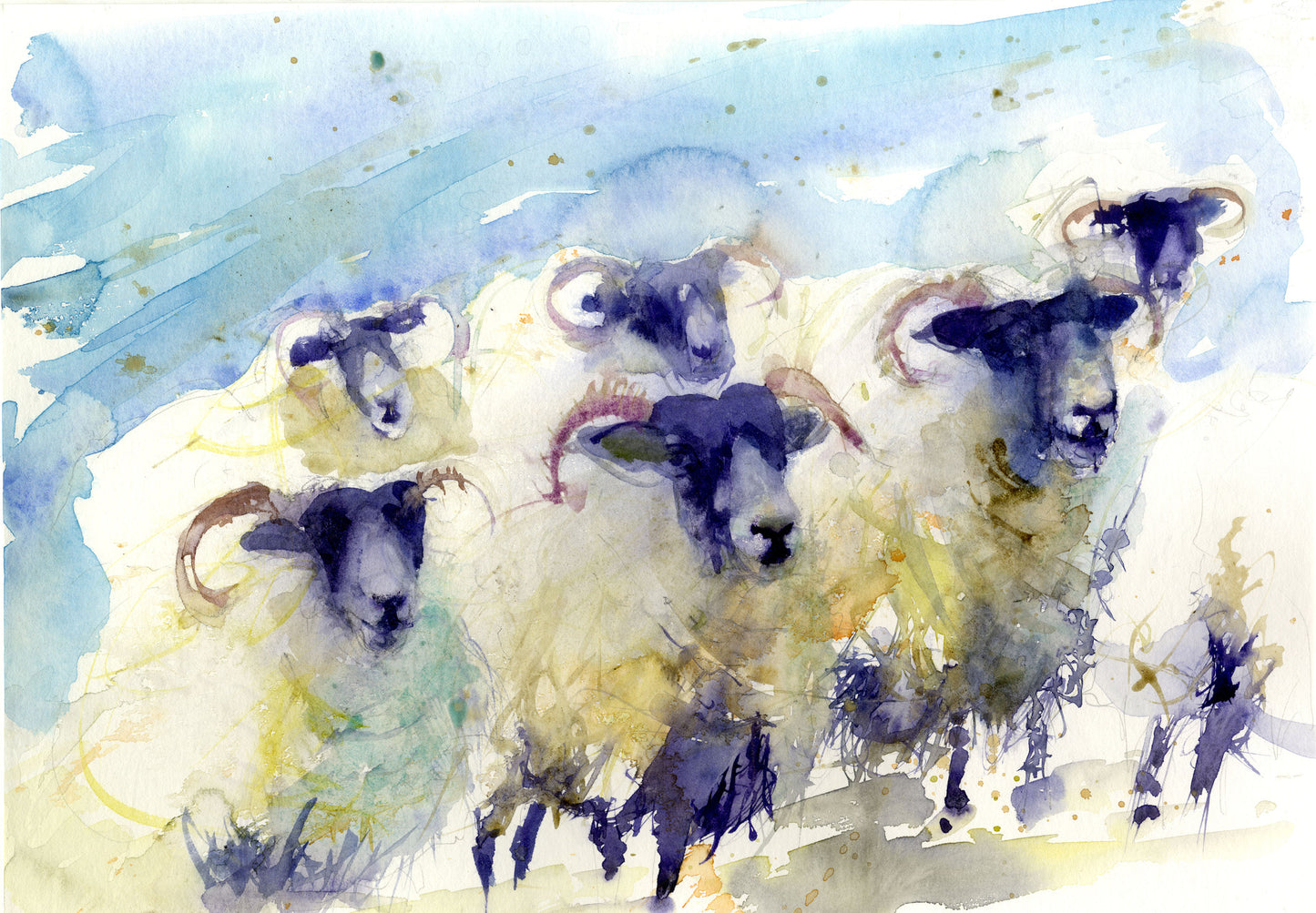 JEN BUCKLEY signed LIMITED EDITON PRINT of my original Swaledale SHEEP - Jen Buckley Art limited edition animal art prints