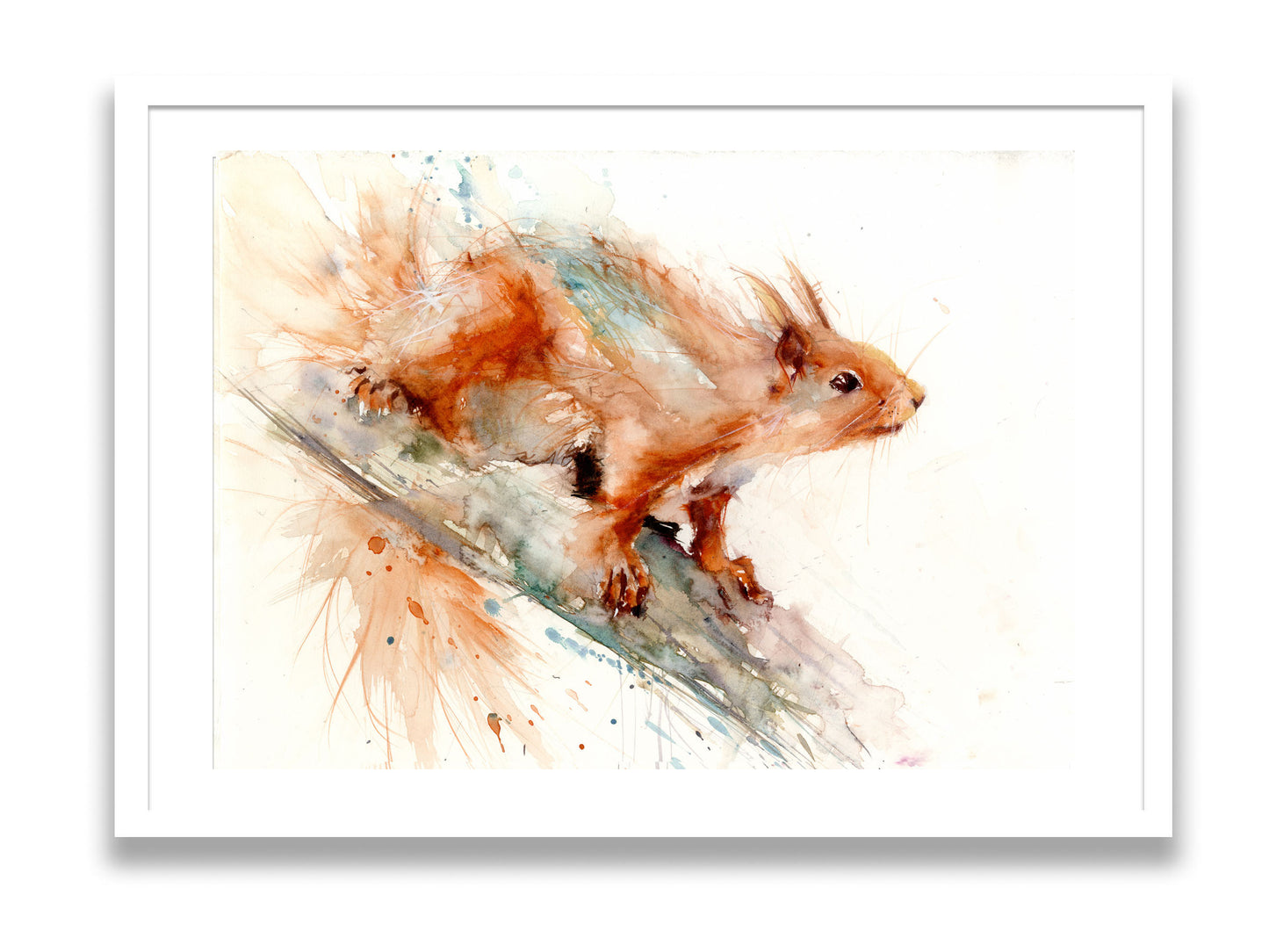 limited edition PRINT of my original RED SQUIRREL watercolour - Jen Buckley Art limited edition animal art prints