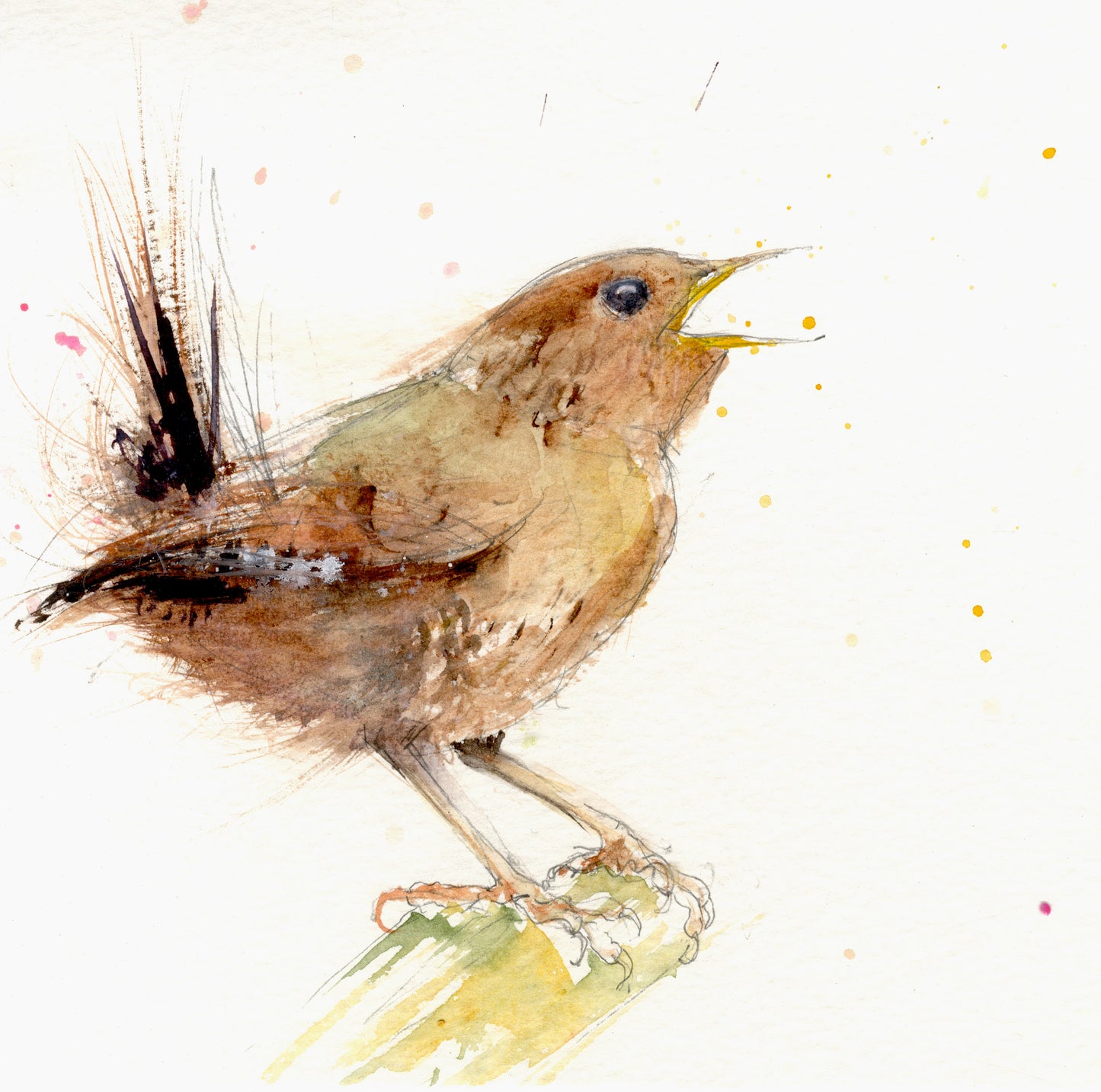 Wren Maria limited edition print - Jen Buckley Art limited edition animal art prints