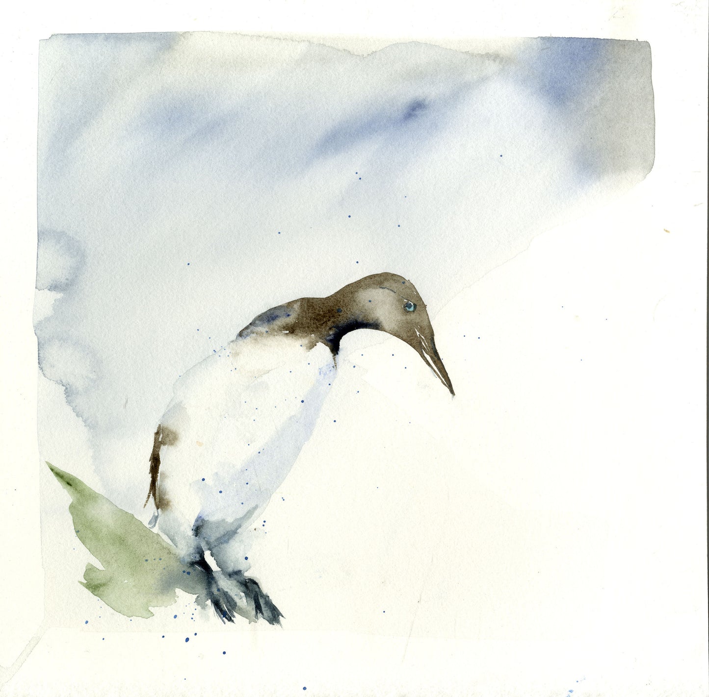 Limited edition print 'Guillemot' - Jen Buckley Art limited edition animal art prints