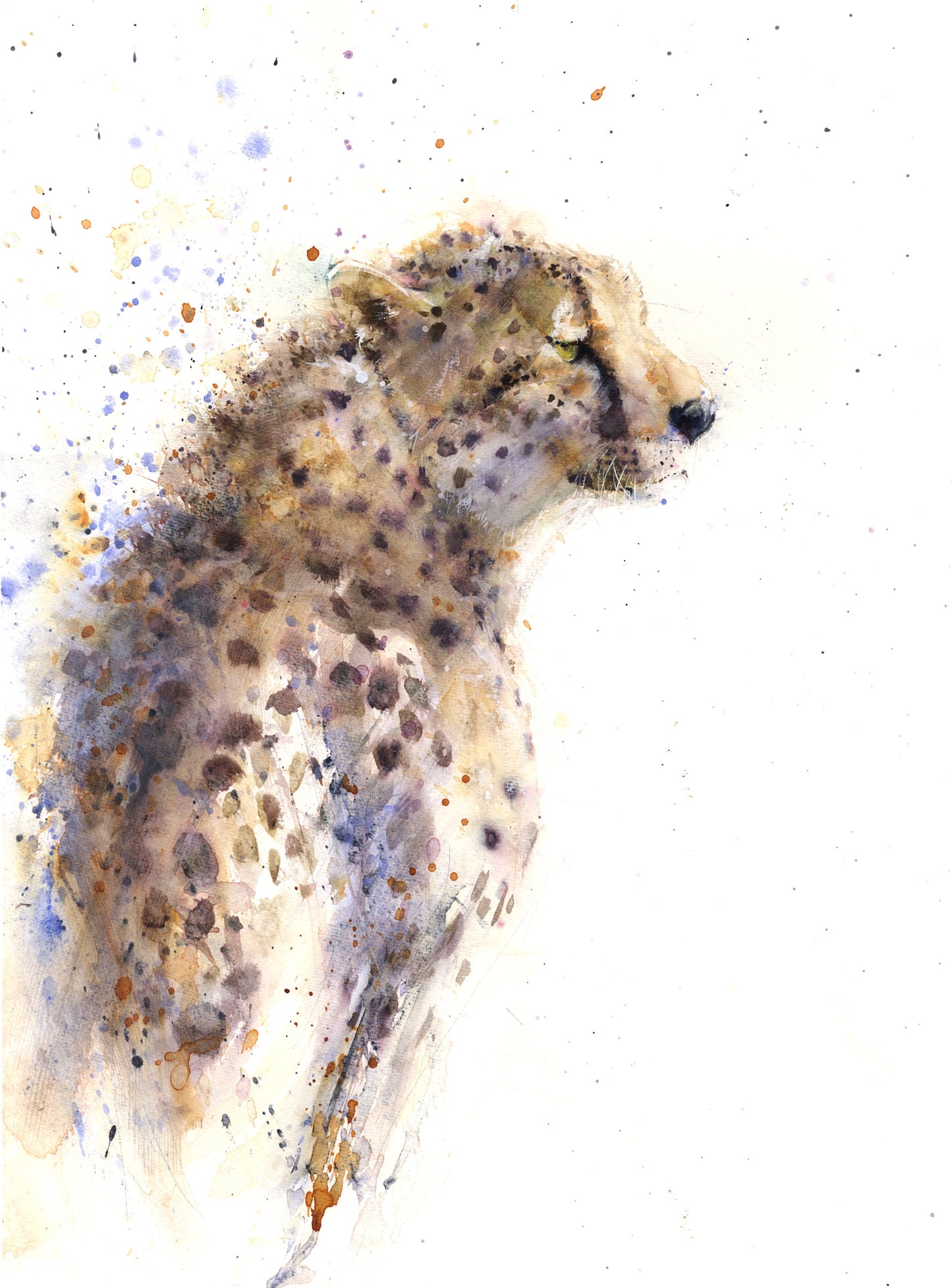 cheetah "Matrah" limited edition print - Jen Buckley Art limited edition animal art prints