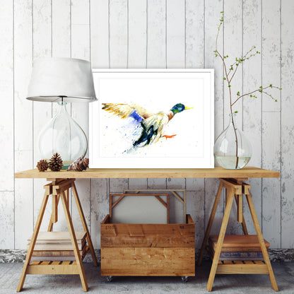 Limited edition print  'flying  duck' - Jen Buckley Art limited edition animal art prints