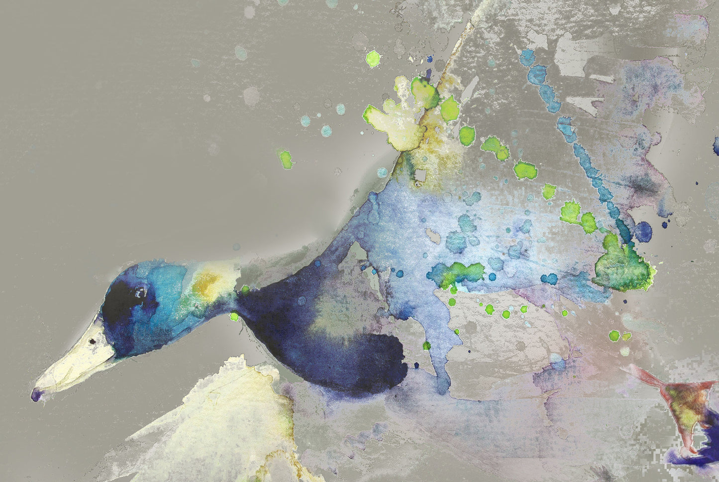 Limited edition print 'flying duck' - Jen Buckley Art limited edition animal art prints