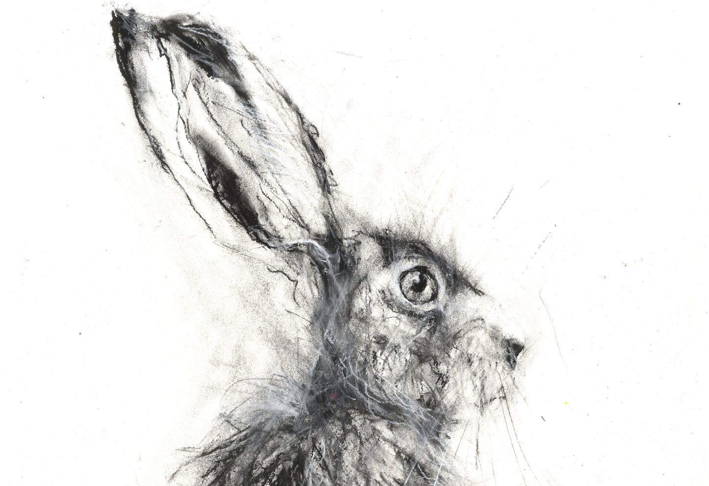 Hare charcoal drawing by Jen Buckley