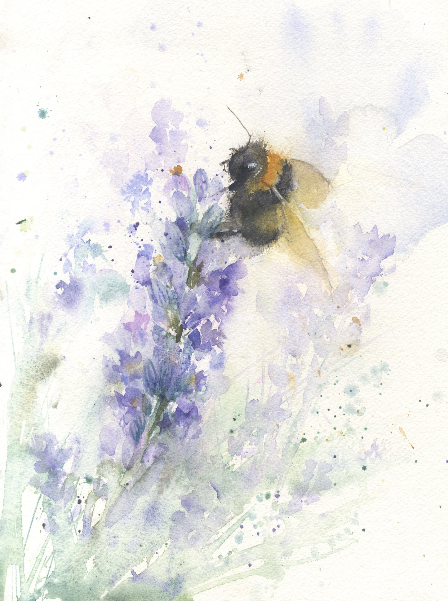 Original watercolour painting "bee on lavender" - Jen Buckley Art limited edition animal art prints
