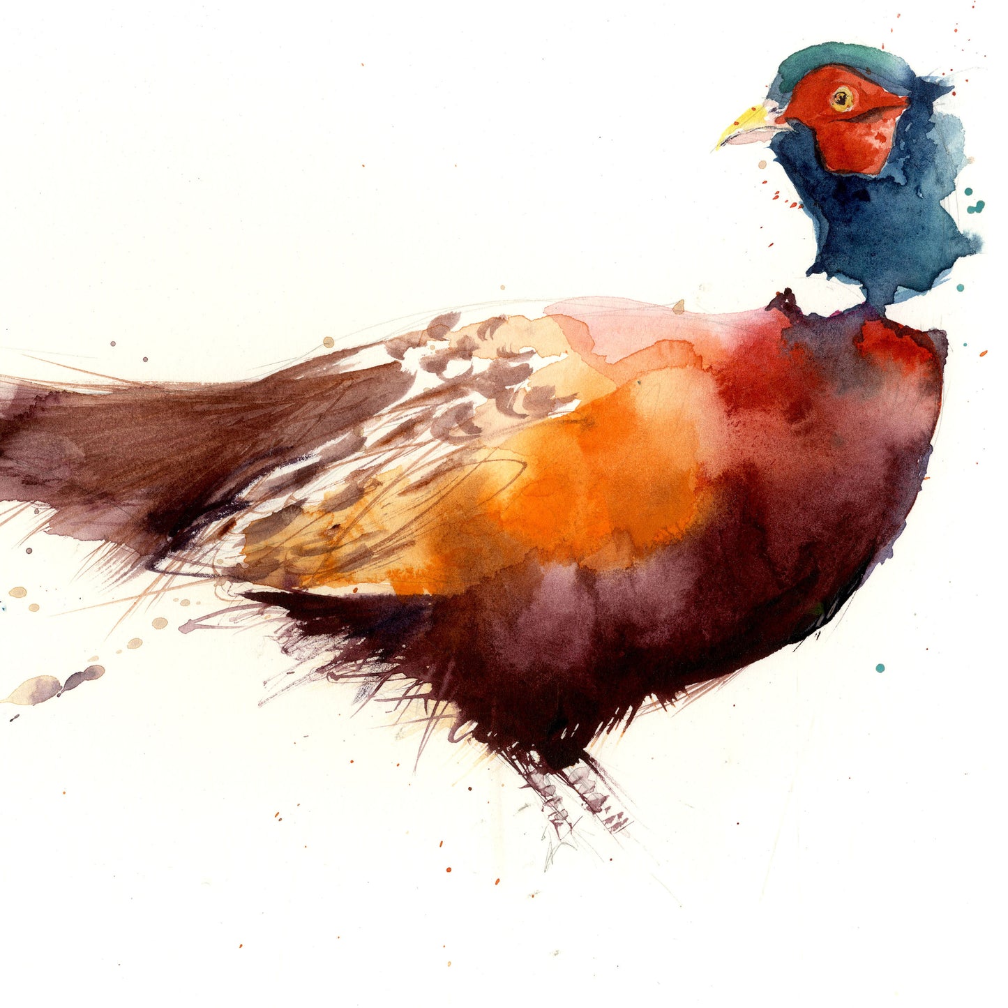 LIMITED EDITON cheeky pheasant watercolour print - Jen Buckley Art limited edition animal art prints