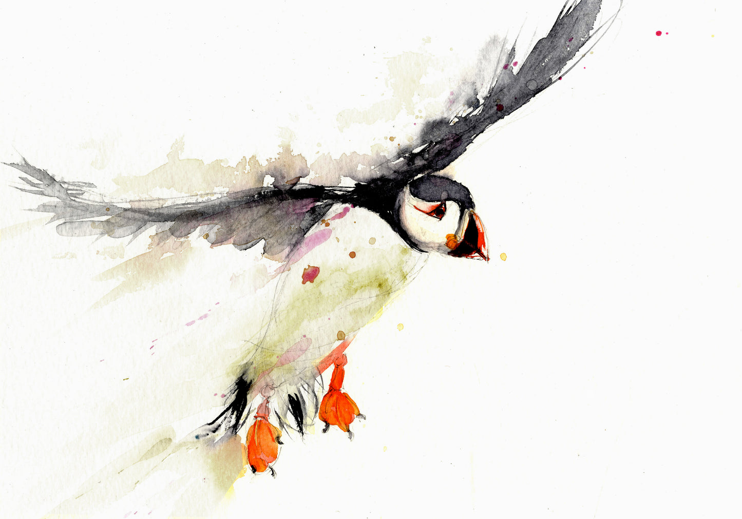 signed LIMITED EDITON PRINT of my original puffin landing - Jen Buckley Art limited edition animal art prints