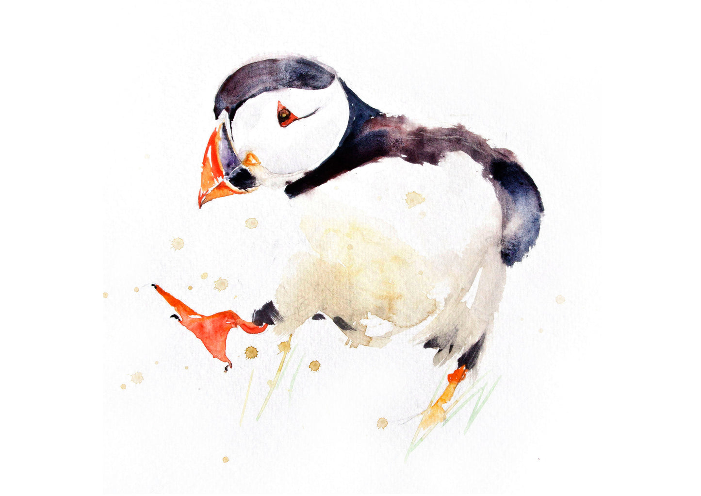 JEN BUCKLEY ART signed PRINT of my original PUFFIN watercolour - Jen Buckley Art limited edition animal art prints