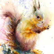 limited edition PRINT of my original RED SQUIRREL watercolour - Jen Buckley Art limited edition animal art prints
