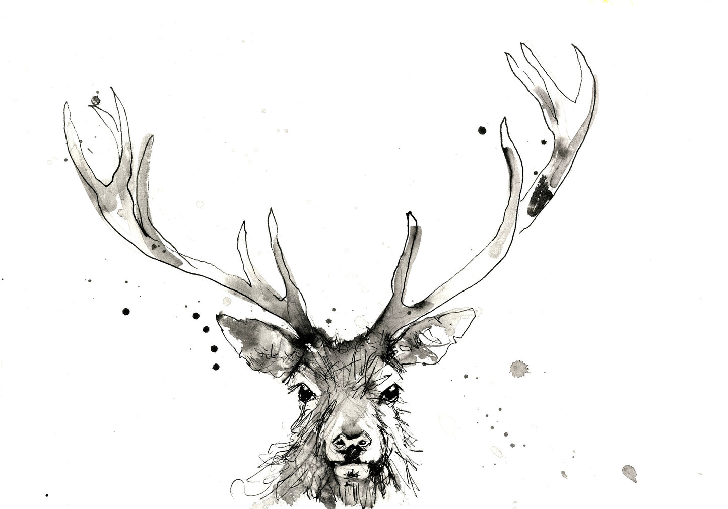 signed LIMITED EDITON PRINT 'Stag' - Jen Buckley Art limited edition animal art prints