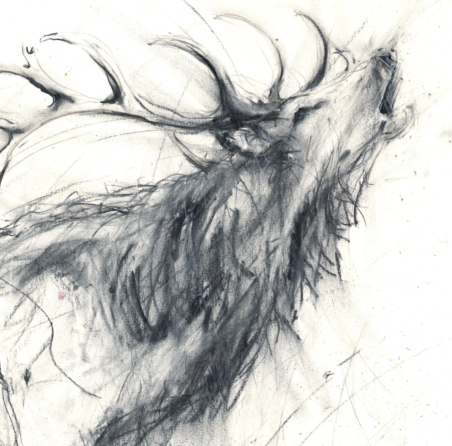 Red deer, stag print 'Calling' limited edition - Jen Buckley Art limited edition animal art prints