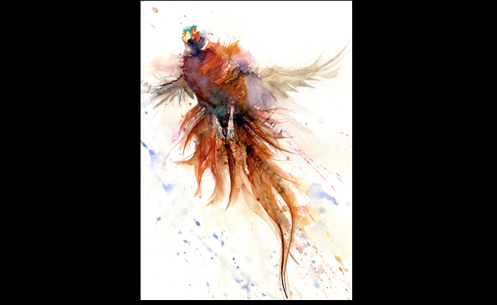 LIMITED EDITON pheasant taking off watercolour print - Jen Buckley Art limited edition animal art prints