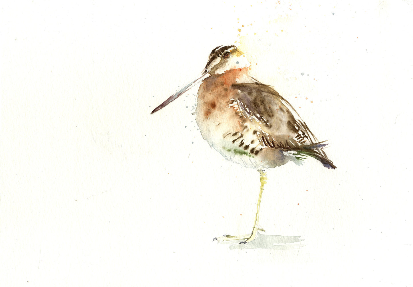 Jen buckley woodcock bird original watercolour painting