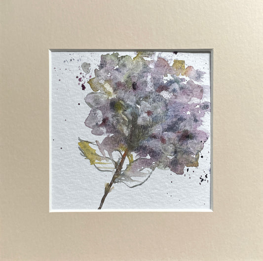 Original dried hydrangea watercolour painting with mount.