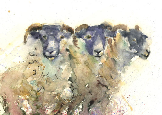 Original watercolour painting Scottish blackface sheep