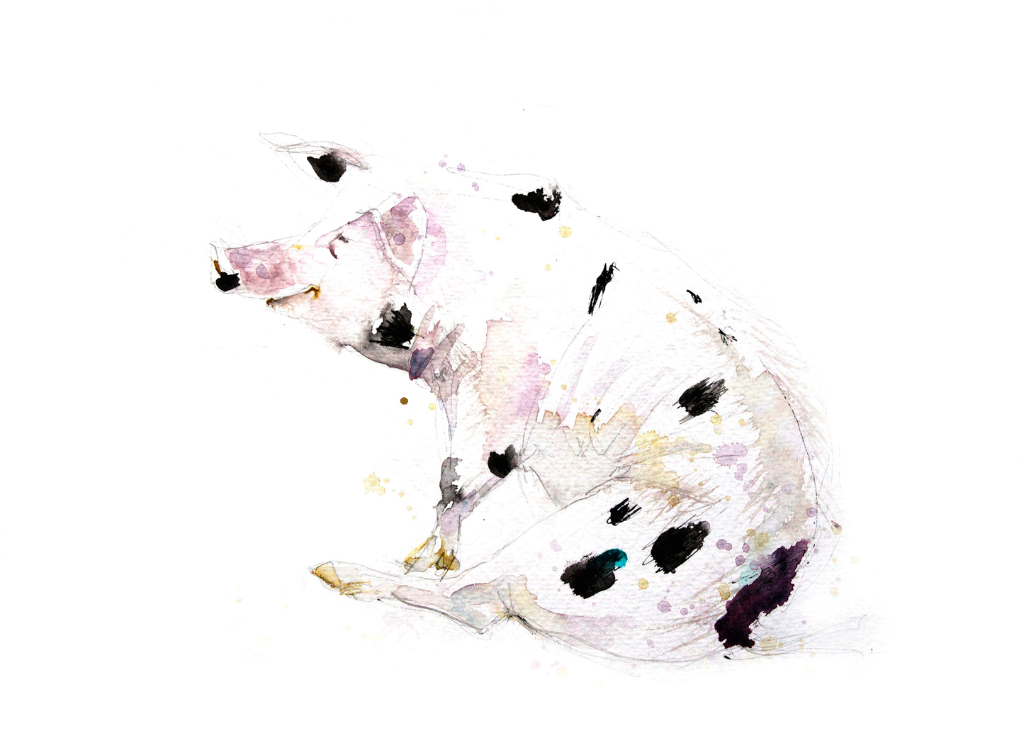 JEN BUCKLEY   signed PRINT of original  pig watercolour - Jen Buckley Art limited edition animal art prints