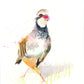 LIMITED EDITON PRINT of my original Partridge watercolour - Jen Buckley Art limited edition animal art prints