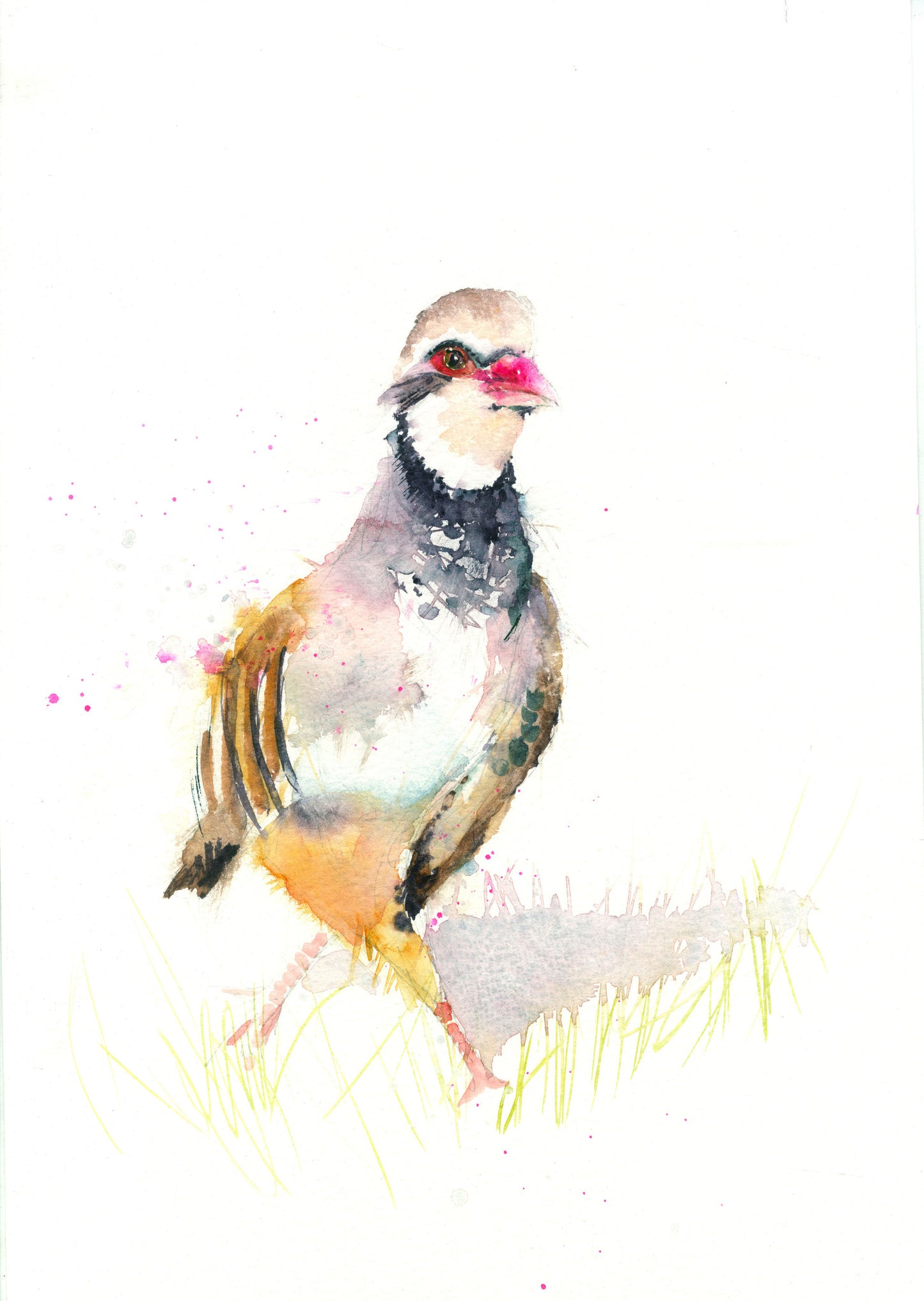 LIMITED EDITON PRINT of my original Partridge watercolour - Jen Buckley Art limited edition animal art prints