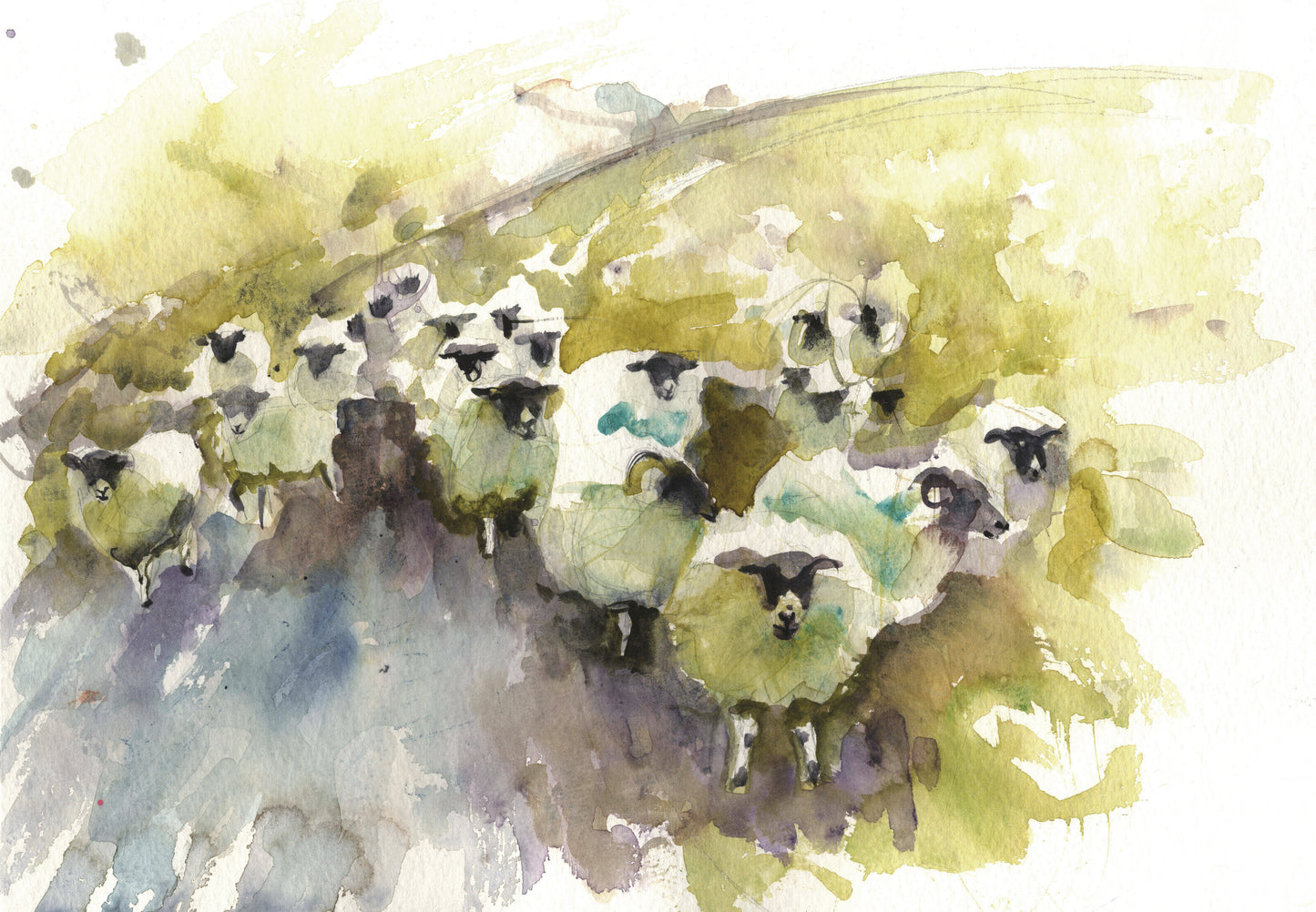 JEN BUCKLEY signed LIMITED EDITON PRINT of my original Swaledale SHEEP - Jen Buckley Art limited edition animal art prints