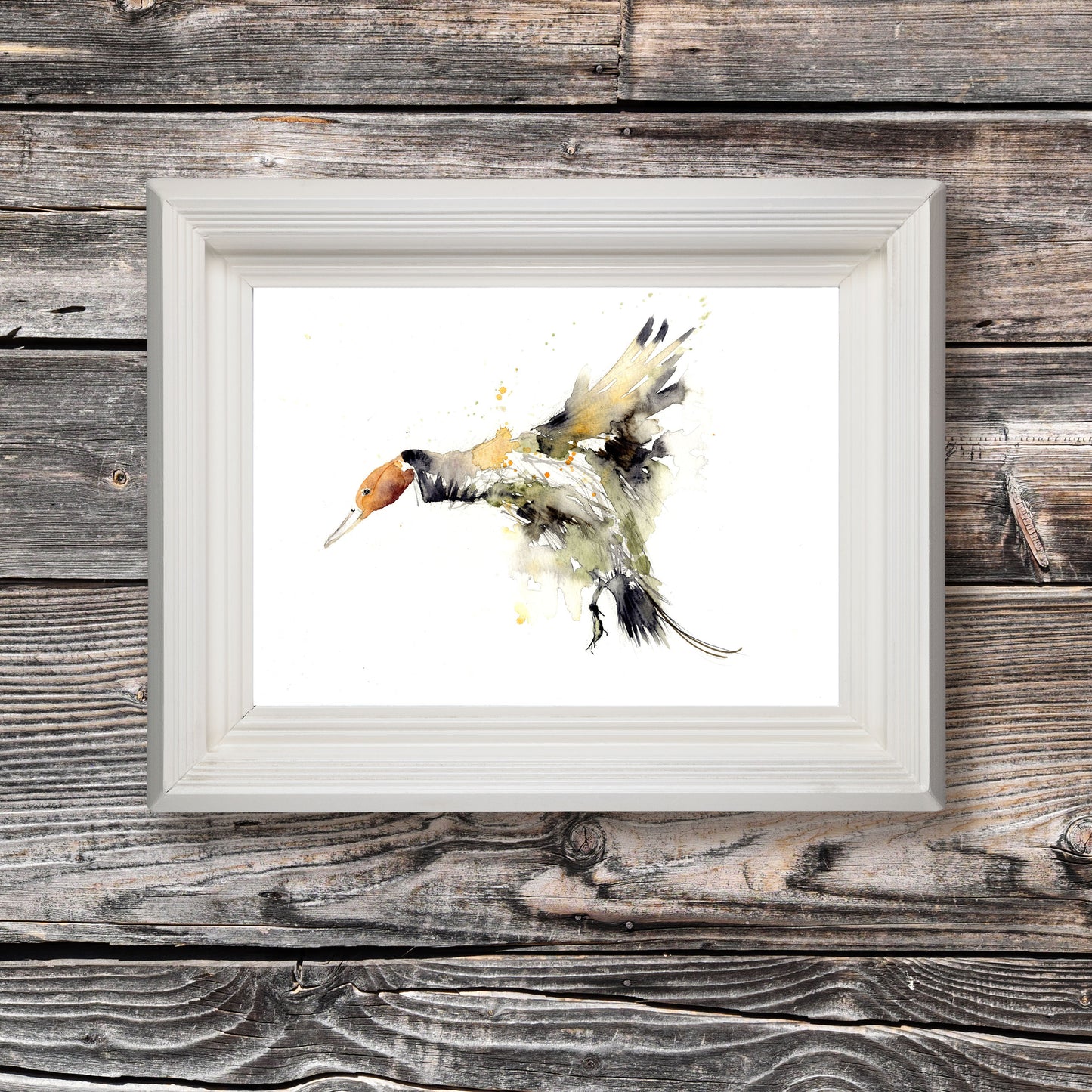 Pintail  duck - Jen Buckley Art limited edition animal art prints