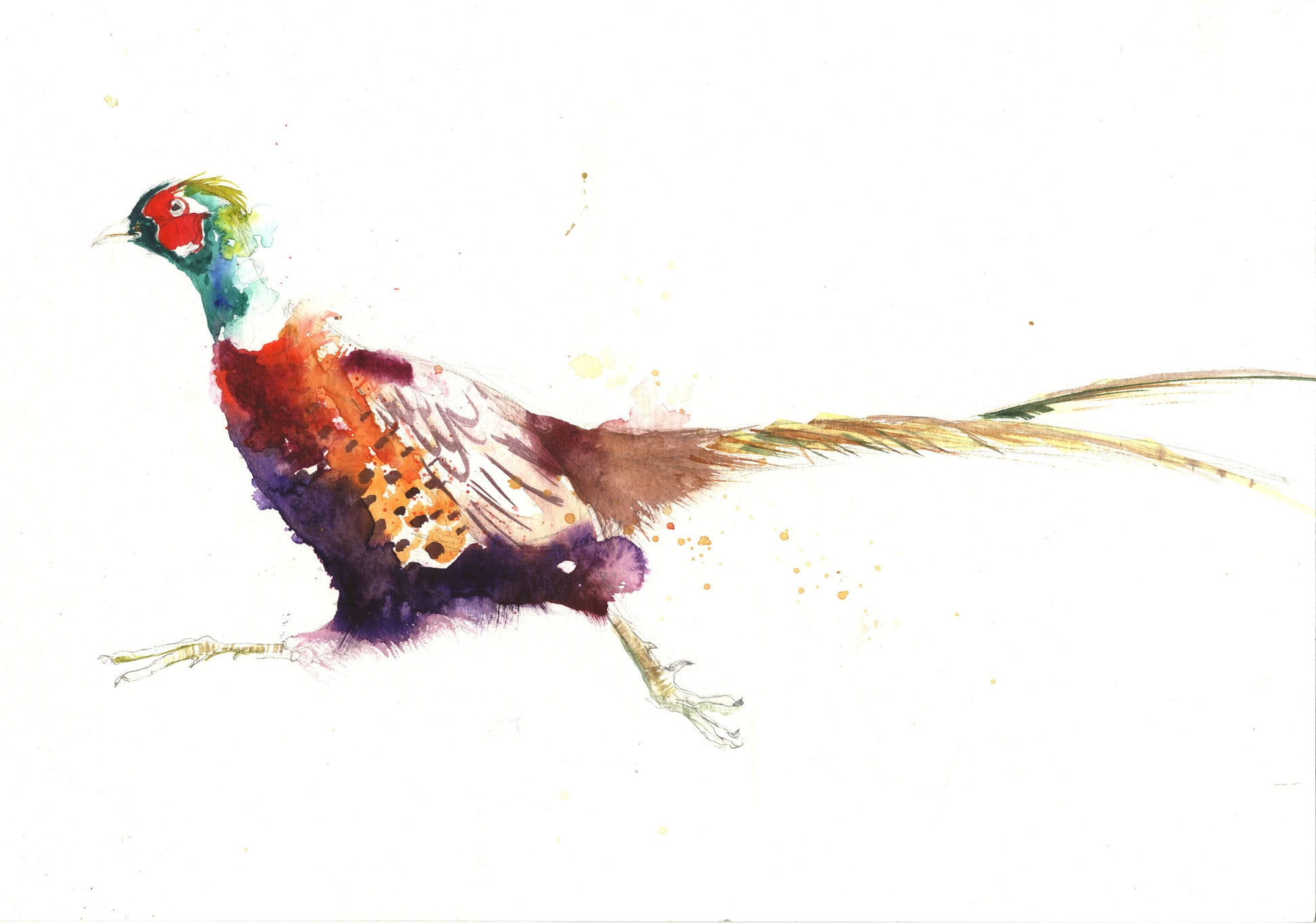 LIMITED EDITON PRINT of my original Pheasant watercolour - Jen Buckley Art
