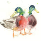 limited edition print  mallard DUCKS - Jen Buckley Art limited edition animal art prints