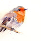 ROBIN bird watercolour limited edition print hand signed - Jen Buckley Art limited edition animal art prints