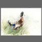 Mallard  duck - Jen Buckley Art limited edition animal art prints