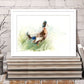 Mallard  duck - Jen Buckley Art limited edition animal art prints