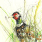 Original watercolour painting 'pheasant' - Jen Buckley Art limited edition animal art prints