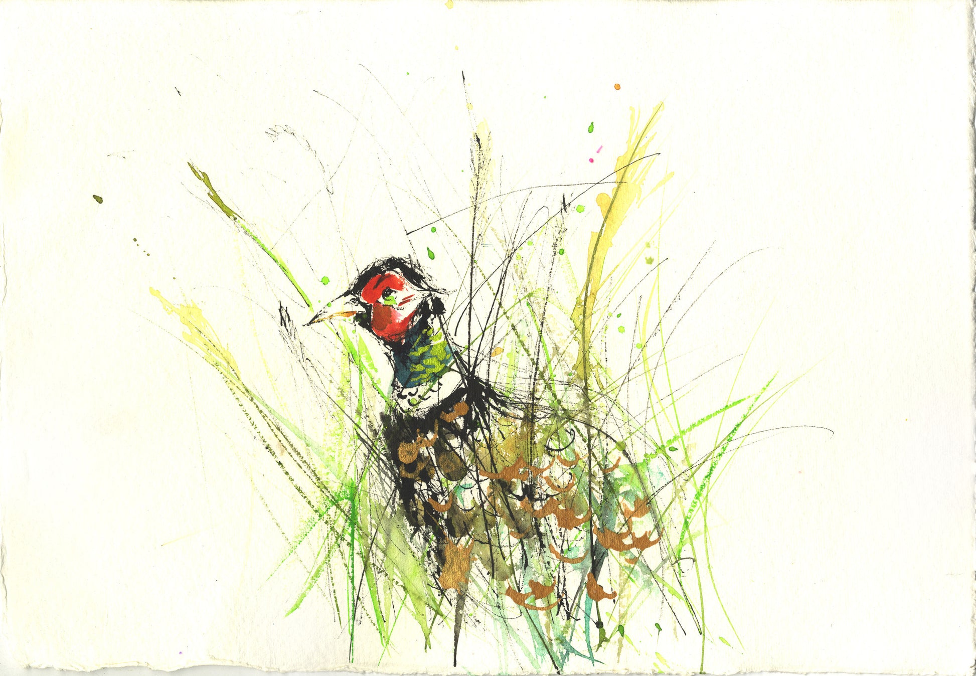 Original watercolour painting 'pheasant' - Jen Buckley Art limited edition animal art prints