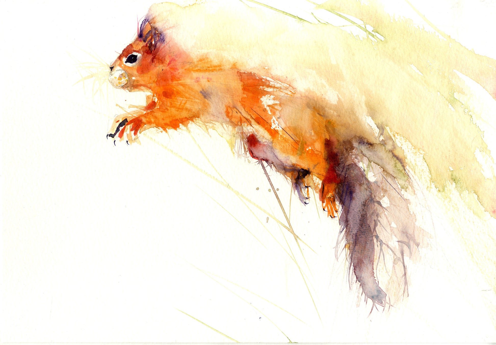limited edition print - Red Squirrel - Jen Buckley Art limited edition animal art prints
