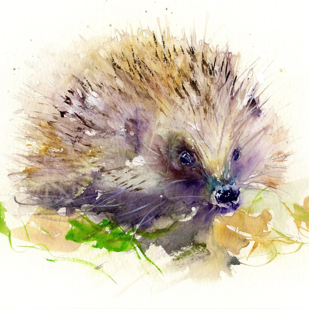 Limited edition print of a hedgehog by Jen Buckley Art