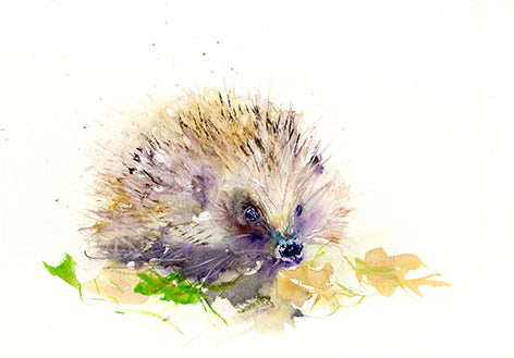 signed limited edition PRINT of my original HEDGEHOG watercolour - Jen Buckley Art limited edition animal art prints