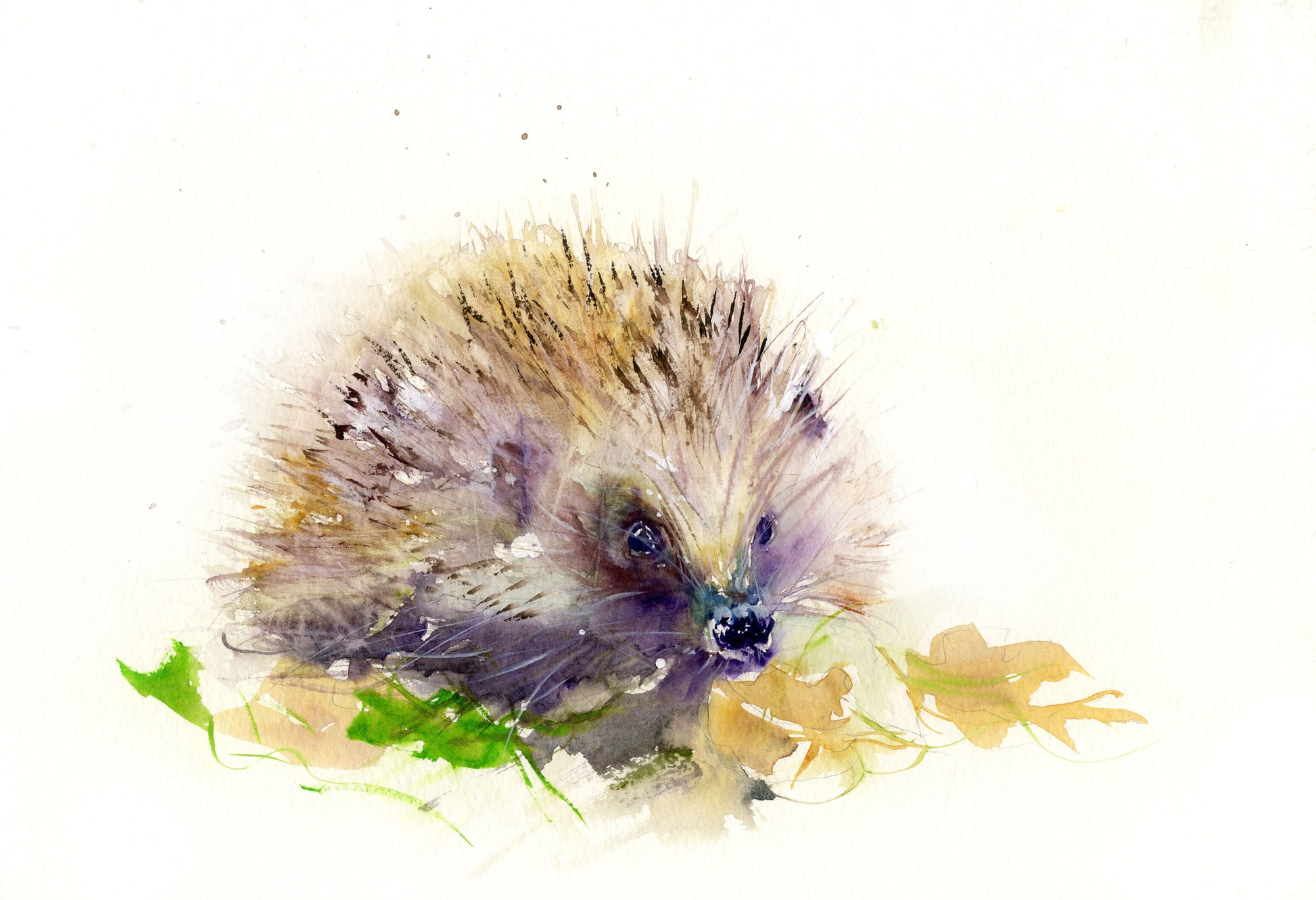 Limited edition print of a hedgehog