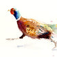 LIMITED EDITION PRINT from original Pheasant watercolour - Jen Buckley Art limited edition animal art prints