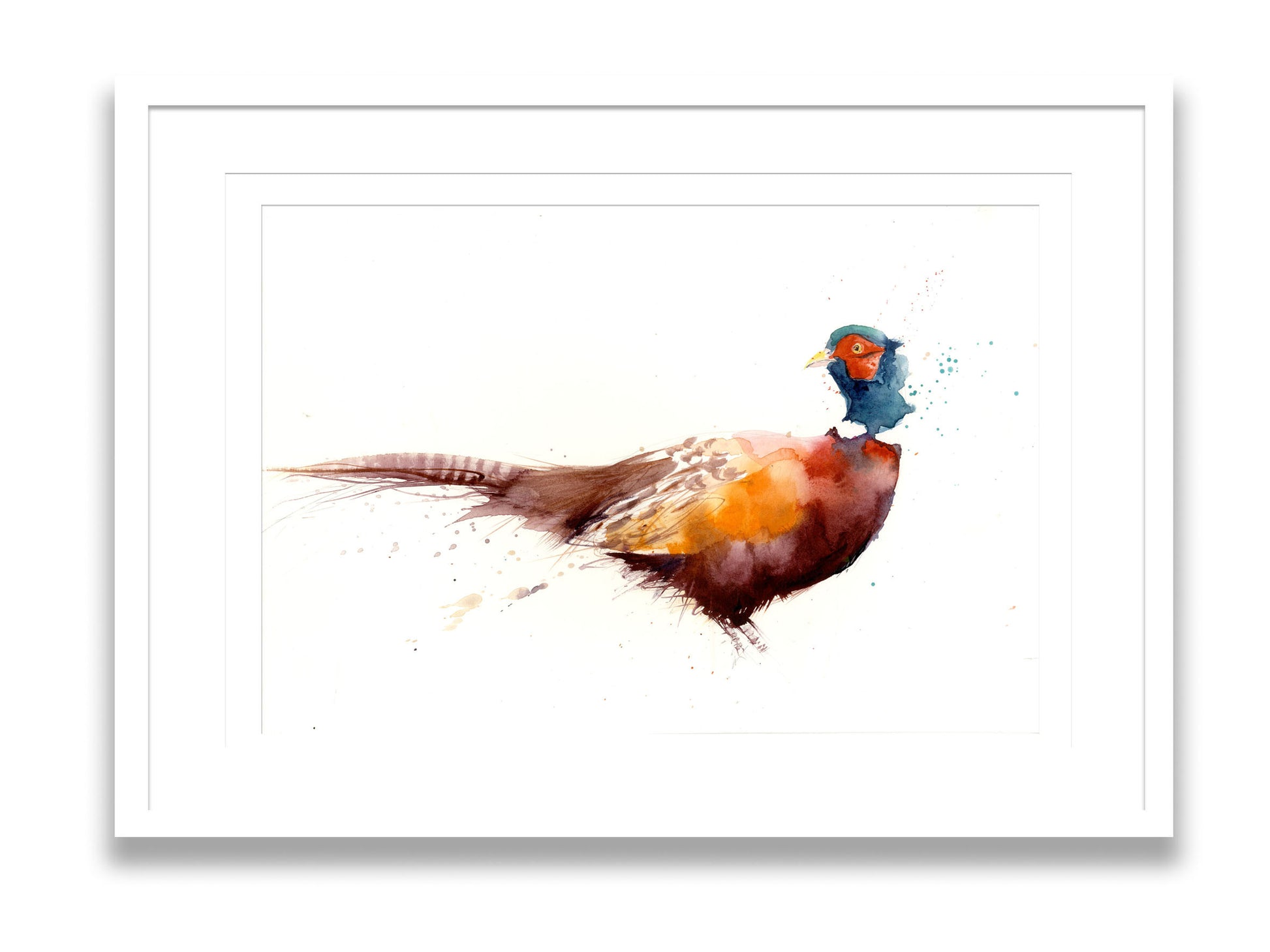 LIMITED EDITON cheeky  pheasant  watercolour print - Jen Buckley Art limited edition animal art prints