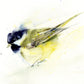 great tit bird watercolour print Jen Buckley