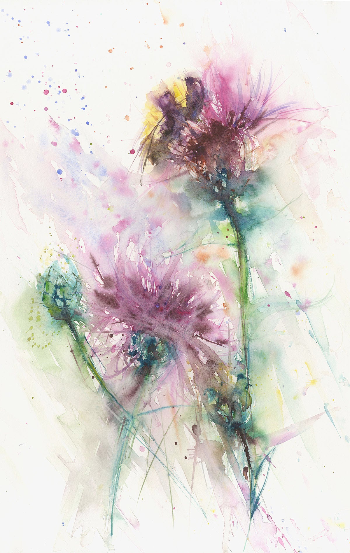 LIMITED EDITON PRINT of my original Bumble bee on a knapweed - Jen Buckley Art limited edition animal art prints